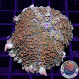 Rhodactis spp. „Bounce Carpet“ WYSIWYG