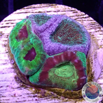 Favia spp. “Fusion” WYSIWYG
