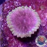 Krustenanemonen „Bachelorette Party“  WYSIWYG „AD Special“