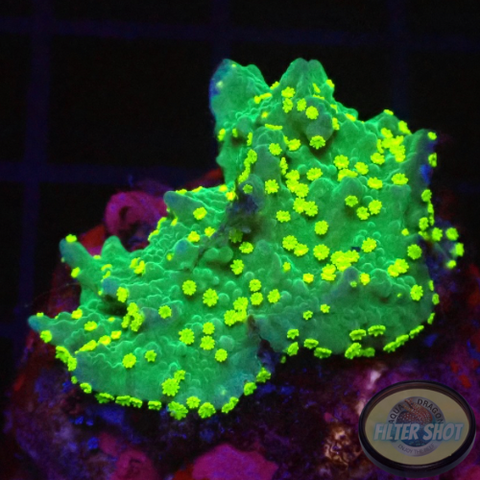 Montipora stellata „Star Wars“ WYSIWYG