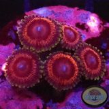 Krustenanemonen „Crush“ WYSIWYG