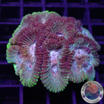 Favia spp. „District“ WYSIWYG