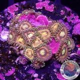 Krustenanemonen „Angelles Rouge“ WYSIWYG