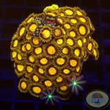 Krustenanemonen & Ricordea & Knopia „Mixi Daisy“ WYSIWYG