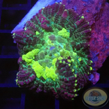 Rhodactis spp. „Crystal P“ AD Special