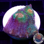 Echinophyllia spp. “After Shock” WYSIWYG