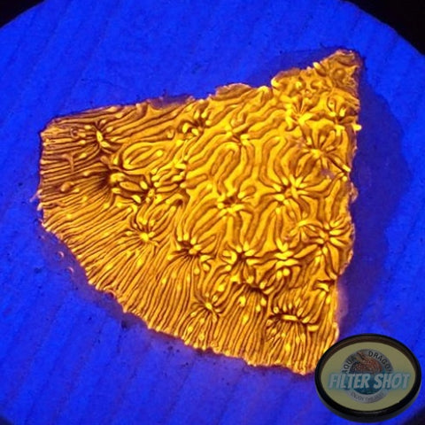 Pavona spp. “24K”