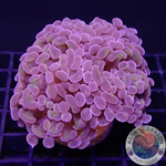 Euphyllia baliensis „Mystic“ WYSIWYG „AD Special“