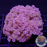 Euphyllia baliensis „Mystic“ WYSIWYG „AD Special“