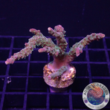 Acropora spp. „Confetti“ WYSIWYG