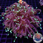 Euphyllia glabrescens „Dragon Soul“ 🐉