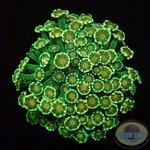 Alveopora spp. „Goofy“ WYSIWYG „AD Special“