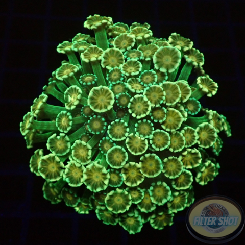 Alveopora spp. „Goofy“ WYSIWYG „AD Special“