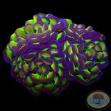 Euphyllia baliensis „Hologramm“