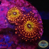 Krustenanemonen „Krakatoa God“ WYSIWYG „AD Special“