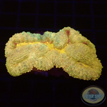 Lobophyllia spp. „Gold River“ WYSIWYG
