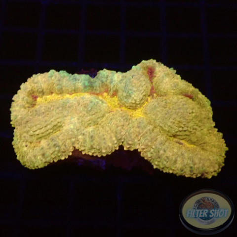 Lobophyllia spp. „Gold River“ WYSIWYG