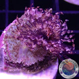 Ricordea yuma & Sabellastarte spp. „Rico‘s Friend“ WYSIWYG „AD Special“