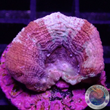 Homophyllia bowerbanki „Sicario“ WYSIWYG