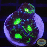 Micromussa spp. „Kryptonite Tiger“ AD Special“