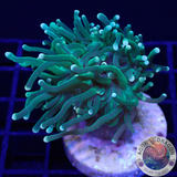 Euphyllia glabrescens „Ye-Yo“ WYSIWYG