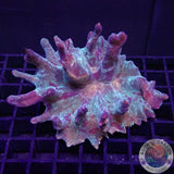 Pectinia spp. „Crimi“ WYSIWYG „AD Special“