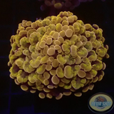 Euphyllia baliensis „Brooklyn“ WYSIWYG „AD Special“