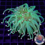 Euphyllia glabrescens „Cotton Candy“ WYSIWYG