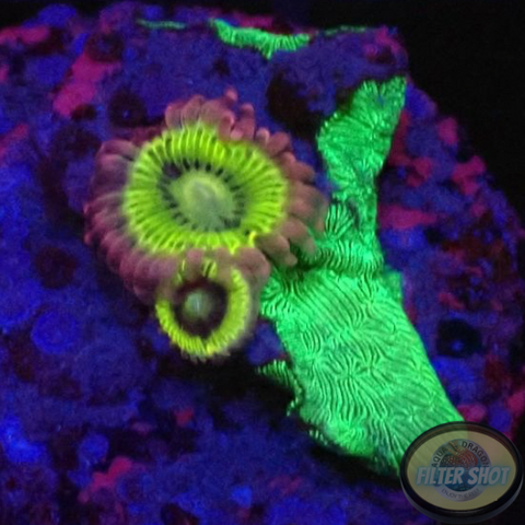 Krustenanemonen „Lemon Heads & Pavona“ WYSIWYG „AD Special“
