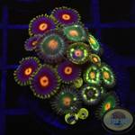 Krustenanemonen „Jetpack Sunset Kiwi GBP“ WYSIWYG