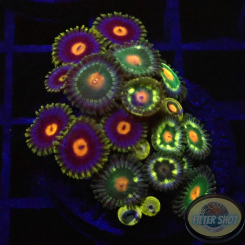 Krustenanemonen „Jetpack Sunset Kiwi GBP“ WYSIWYG