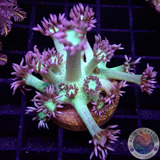 Goniopora spp. „Kryptonite“ WYSIWYG
