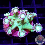 Goniopora spp. „Frog Skin“ 🐸 AD Special