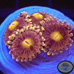 Krustenanemonen „Baby Dodo“ 🦤 WYSIWYG „AD Special“