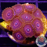 Krustenanemonen „Red Hornet“