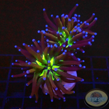 Echinophyllia spp. „OG NYK“