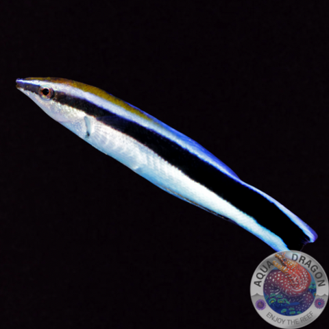 Labroides dimidiatus „Blaustreifen-Putzerlippfisch“