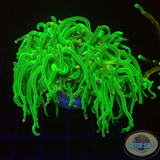 Euphyllia glabrescens „She Hulk“ WYSIWYG