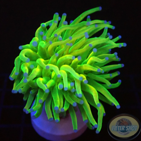 Euphyllia glabrescens „Holy Grail“