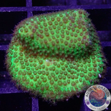Porites spp. „GG“ WYSIWYG
