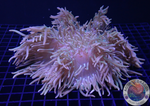 Radianthus crispa WYSIWYG