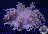Radianthus crispa WYSIWYG