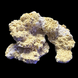 The Polyp Pros Reef Scape #10