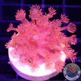 Goniopora spp. „Johny Blaze“