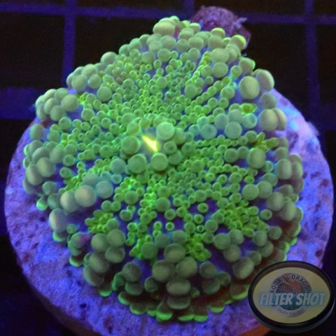 Ricordea yuma „Deep Dive“ WYSIWYG „AD Special“