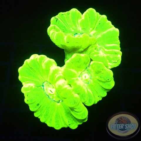 Caulastraea spp. „Kryptonite“