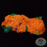 Echinophyllia aspera „Rainbow Prince“ WYSIWYG