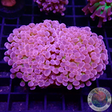 Euphyllia baliensis „Amor“