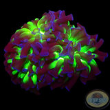 Euphyllia paraancora „Sticky Fingers“ WYSIWYG