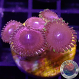 Krustenanemonen „Strawberry Hallacious“ WYSIWYG